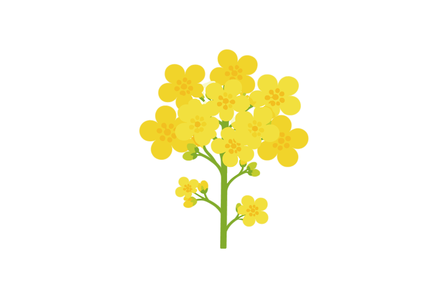 菜の花のイラスト
