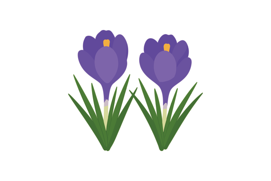 クロッカスのイラスト