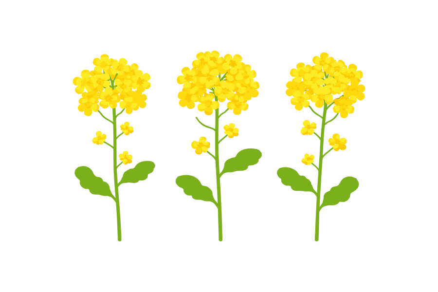 3輪の菜の花のイラスト