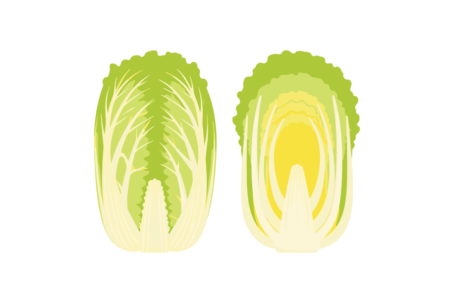 半分にカットした白菜のイラスト