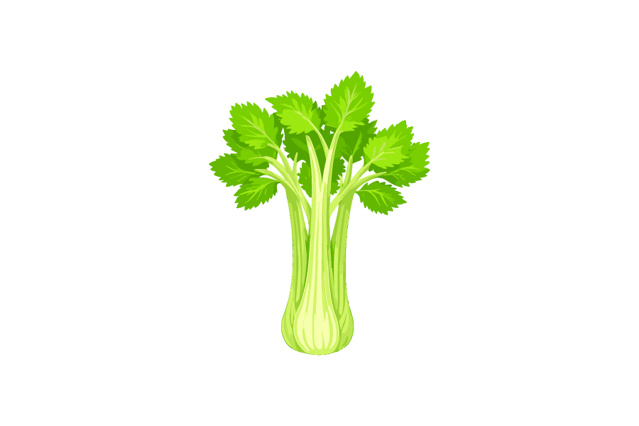 セロリのイラスト