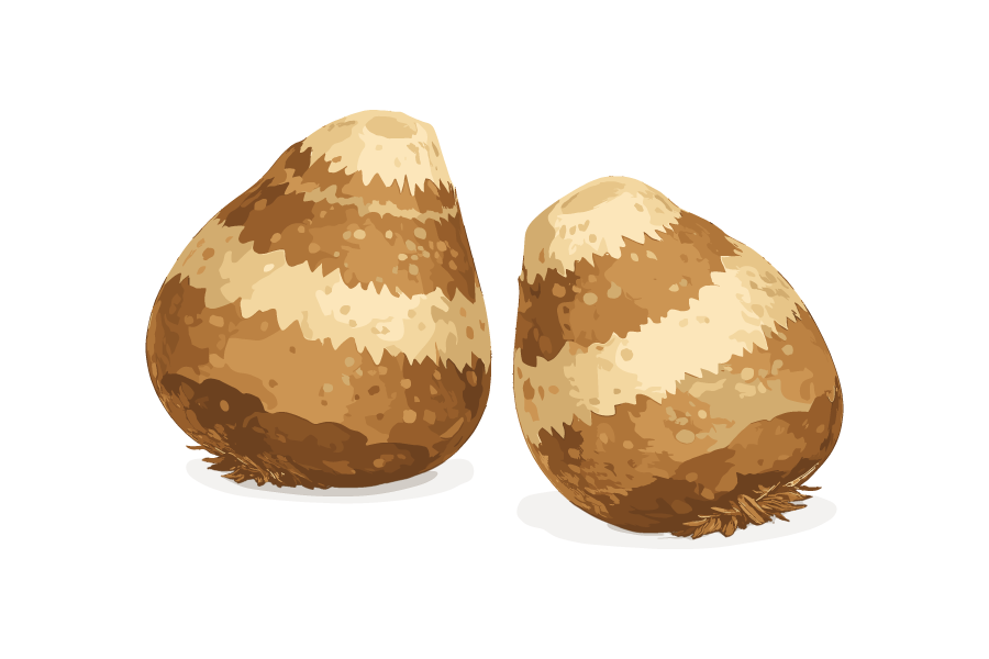 里芋のイラスト02