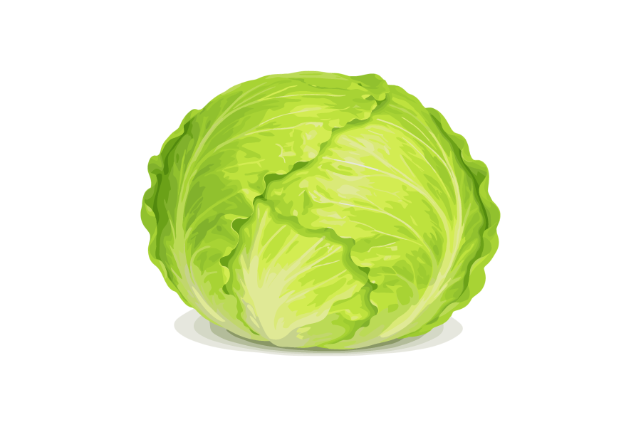 レタスのイラスト