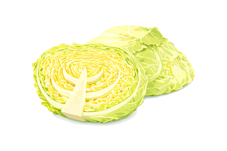 カットしたキャベツのイラスト