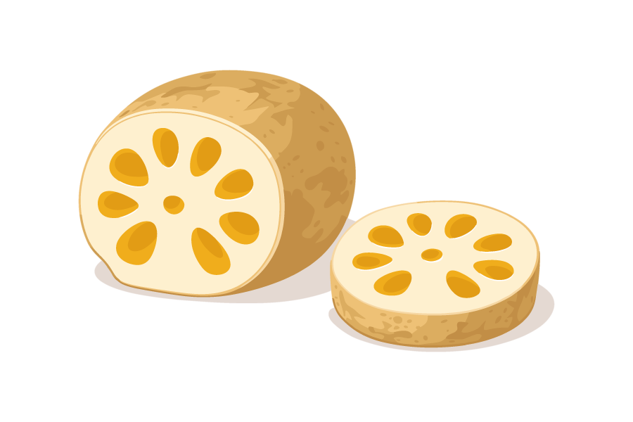 れんこん・野菜イラスト