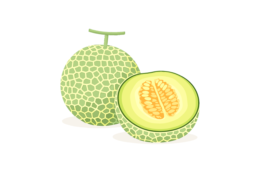 メロンのイラスト