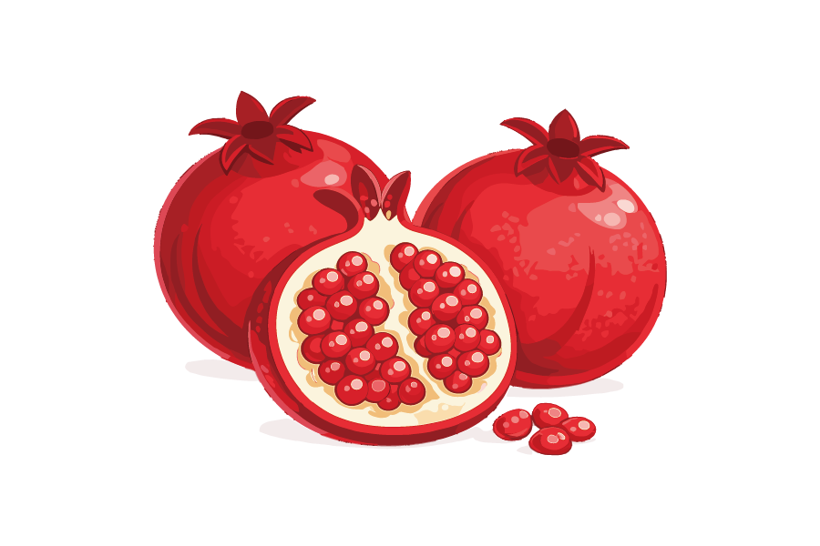 ザクロのイラスト