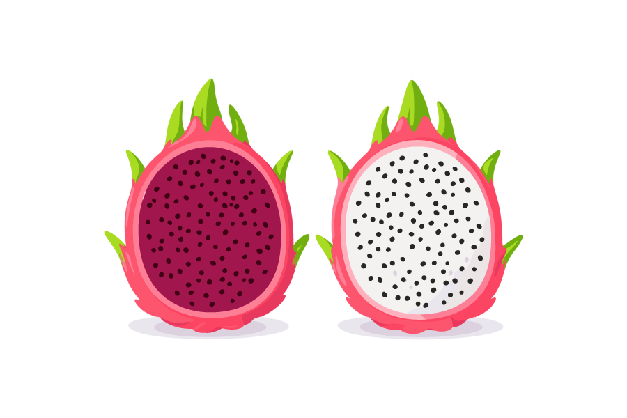 ドラゴンフルーツのイラスト