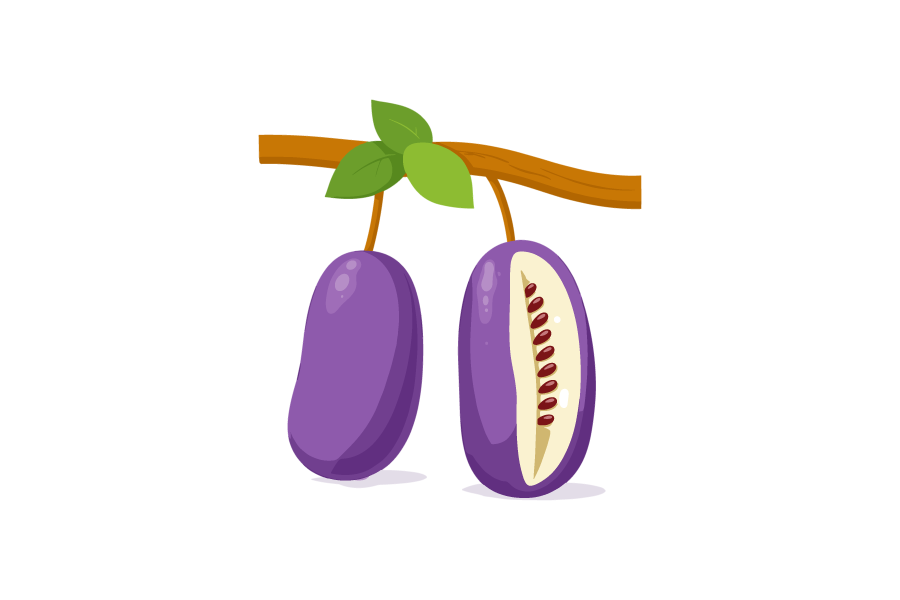 アケビのイラスト