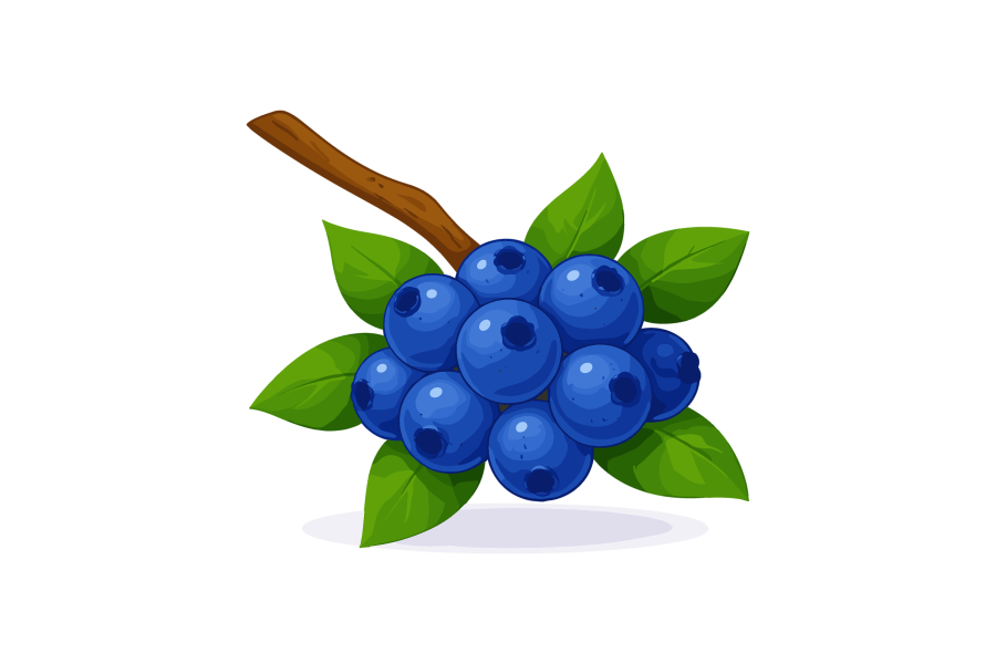 ブルーベリーのイラスト